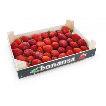 Erdbeeren Premium
