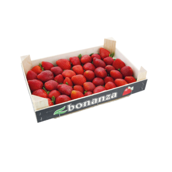 Erdbeeren Premium
