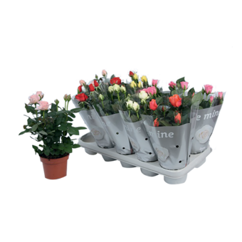 Rosen im Topf