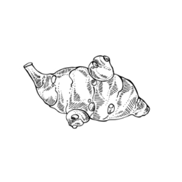 Eine Zeichnung eines Topinamburs auf weißem Hintergrund.