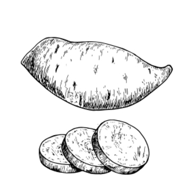 Eine Zeichnung einer Süßkartoffel