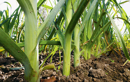 Ein farbenfrohes Bild zeigt eine Fülle von frischem Gemüse, kunstvoll arrangiert und zum Verzehr bereit.