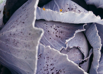 Ein farbenfrohes Bild zeigt eine Fülle von frischem Gemüse, kunstvoll arrangiert und zum Verzehr bereit.