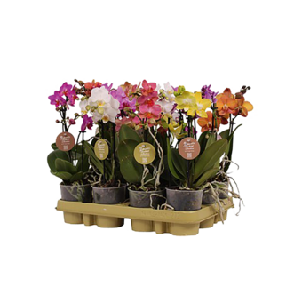 Phalaenopsis