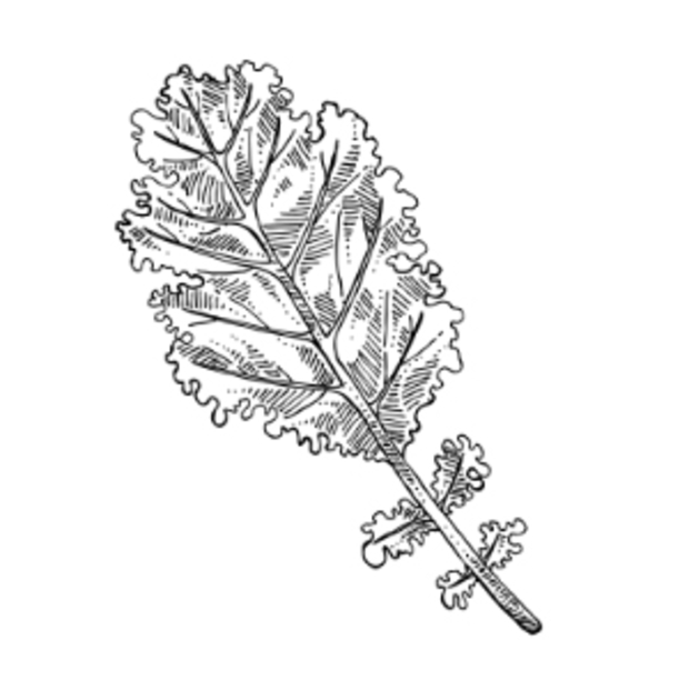 Eine Schwarz-Weiß-Zeichnung eines Federkohlblattes.