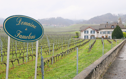 Ein idyllisches Bild eines Weinguts zeigt endlose Reben, die in sanften Hügeln reifen.