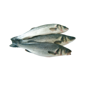 Wolfsbarsch ganz